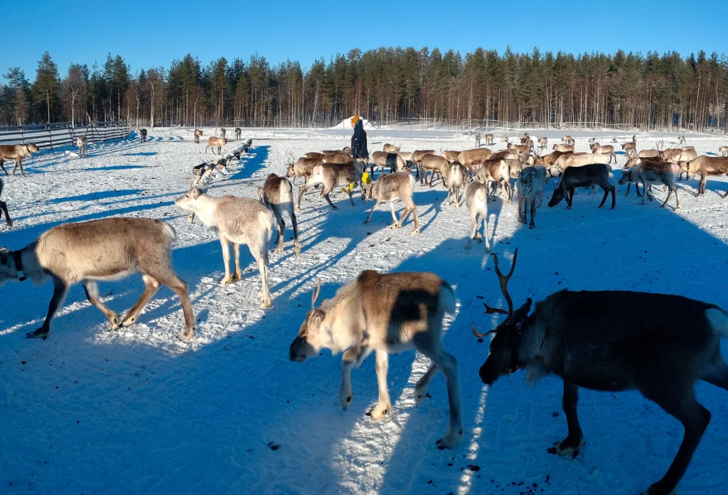 feel-nordic-reindeer-trip-in-suomussalmi-003