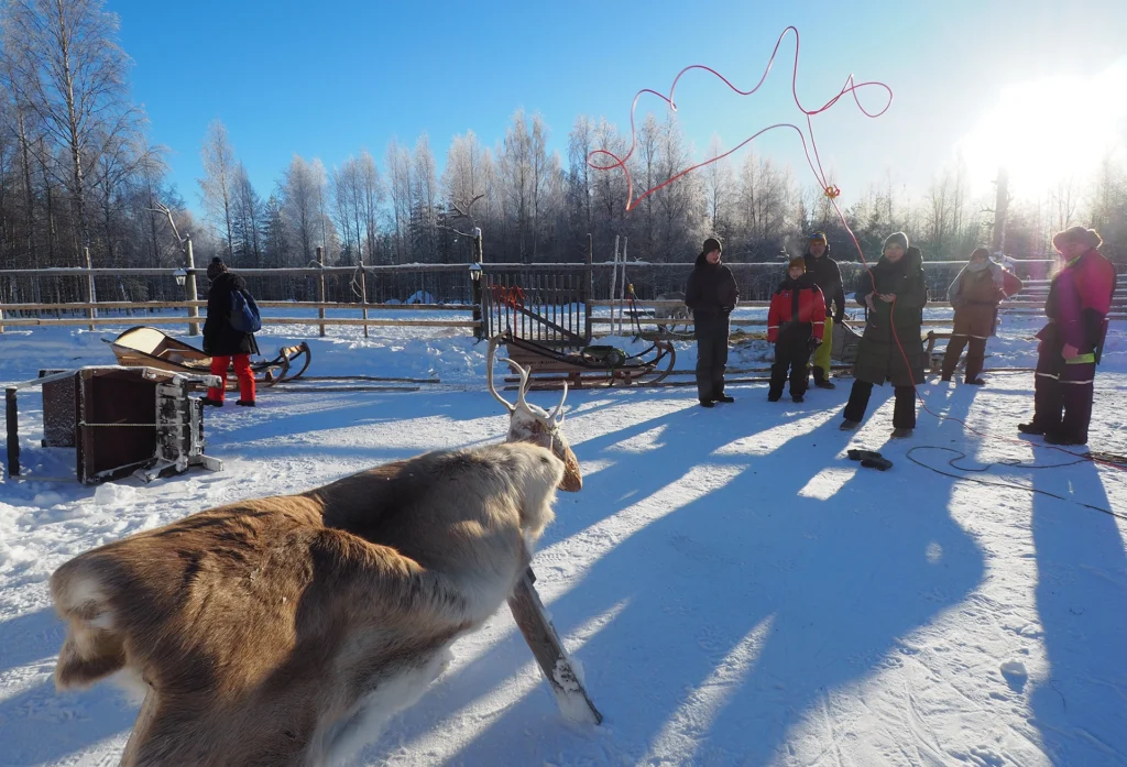 feel-nordic-reindeer-trip-in-suomussalmi-006