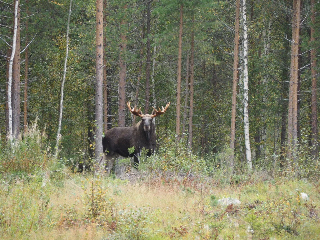 b-elk-hunting-feel-nordic-001